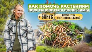 Как помочь растениям восстановиться после зимы