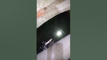 CÂU cá lóc khủng dưới cống #trumcauca #shorst #câu