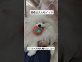 ママ大好きだよ#ポメラニアン #子犬 #わんちゃん #あかちゃん #犬のいる暮らし #ポメラニアンのいる暮らし #ポメラニアンの日常 #白ポメラニアン #白ポメ #犬好きな人と繋がりたい