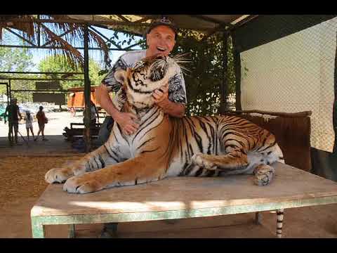 Petting Tiger Lujan Zoo Buenos Aires, Argentina, South ...