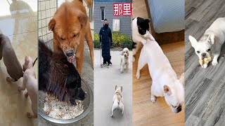 Funny animals - Funny cats / dogs - Funny animal video petsdogscats animalscat