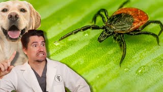 Ticks And Your Dog. How Tick Borne Diseases Get Your Dog Sick.