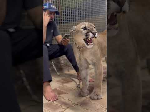 شراسة أسد الجبل      