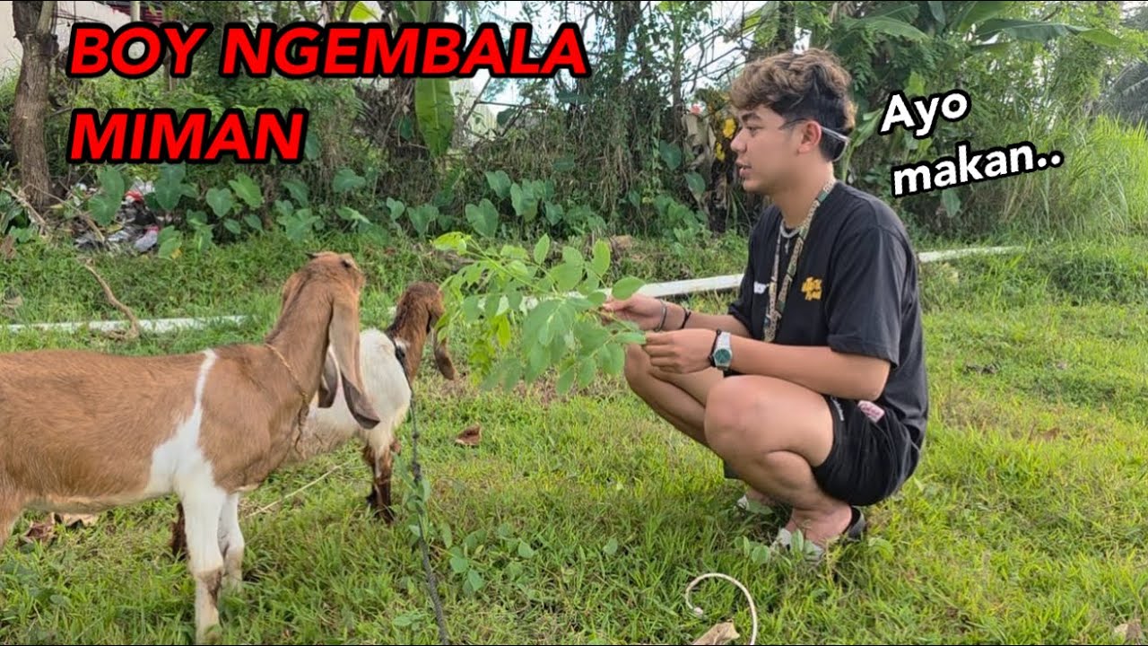BOY NGEMBALA MIMAN DAN KUSUMPE