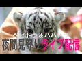 【 white tiger family live】【11月21日後半】カレンダー事変は結構楽しかった！シロップファミリーライブ配信
