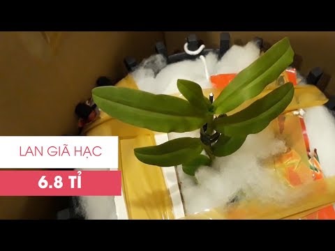 Cụm lan Giã Hạc 5 cánh trắng trị giá 6,8 tỉ đồng | Foci