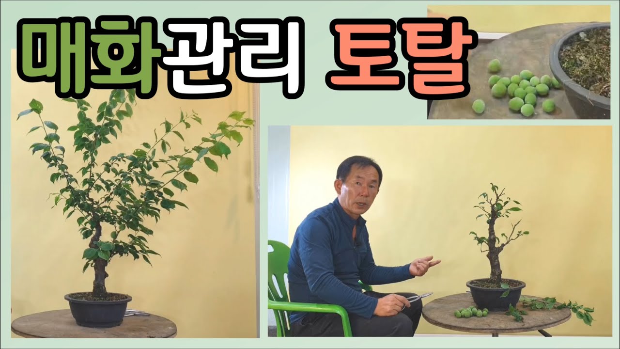 분재관리 101강. 매화관리 토탈
