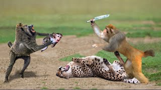 Unbelievable!!! Monkey Save Failed Baby From Leopard Hunting! Mother Monkey Hold Baby One Week