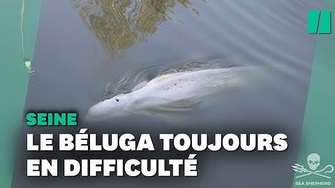Béluga dans la Seine : pourquoi l’animal n’est pas extrait