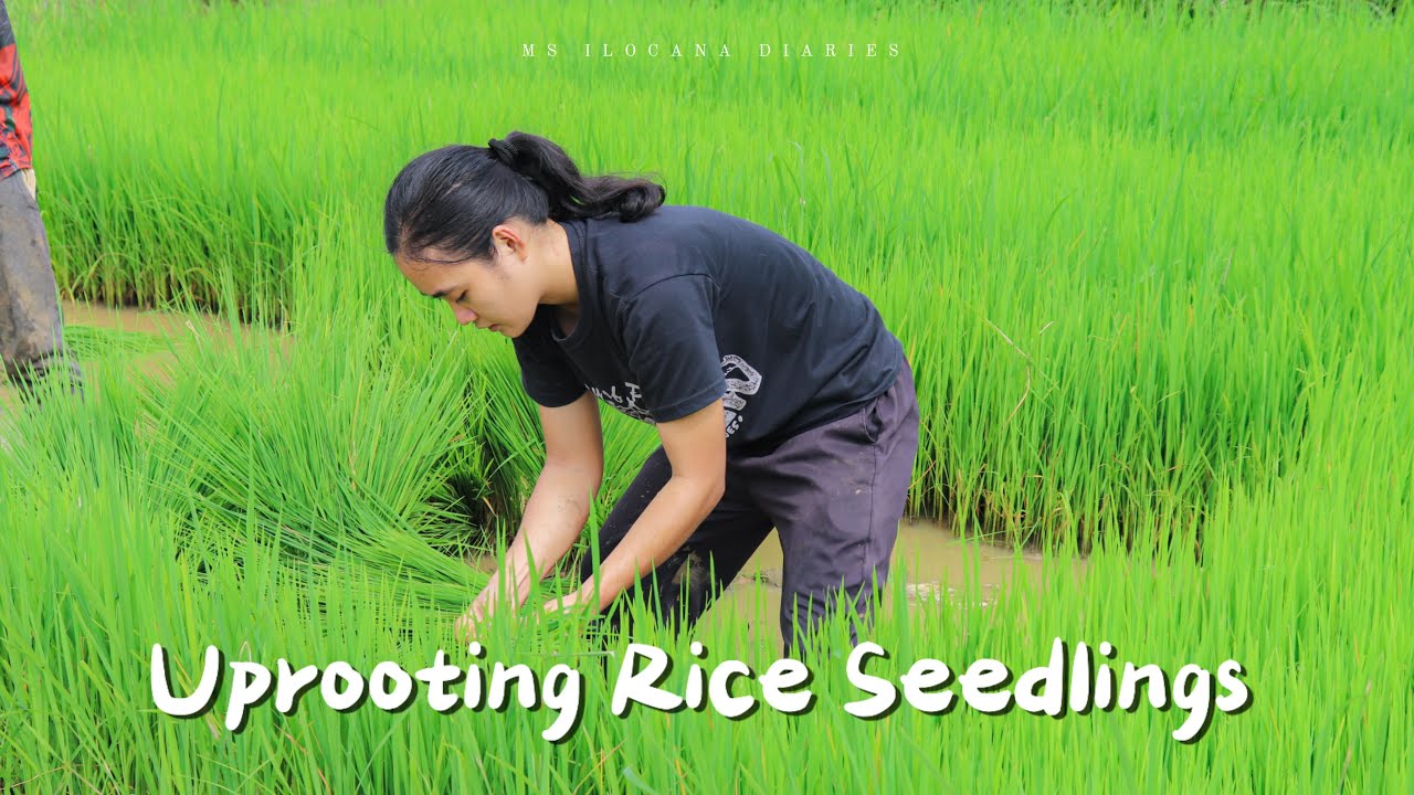 Traditional Way of Uprooting Rice Seedlings in a Small Filipino Village ...