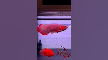 Amazing Super Red Arowana Fish #shorts Red #cute Beautiful Aquarium #fish #trending #viral 😘