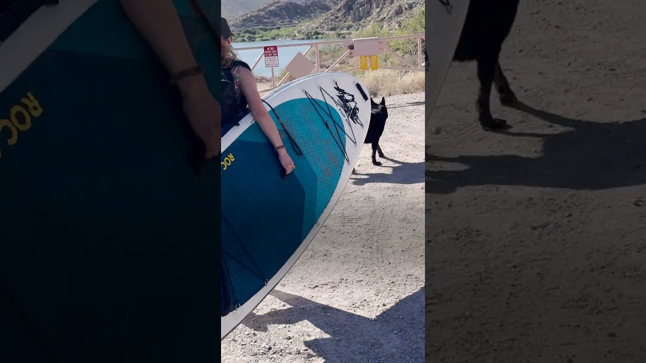 Dog And Cat Siblings Love Paddleboarding Together | The Dodo