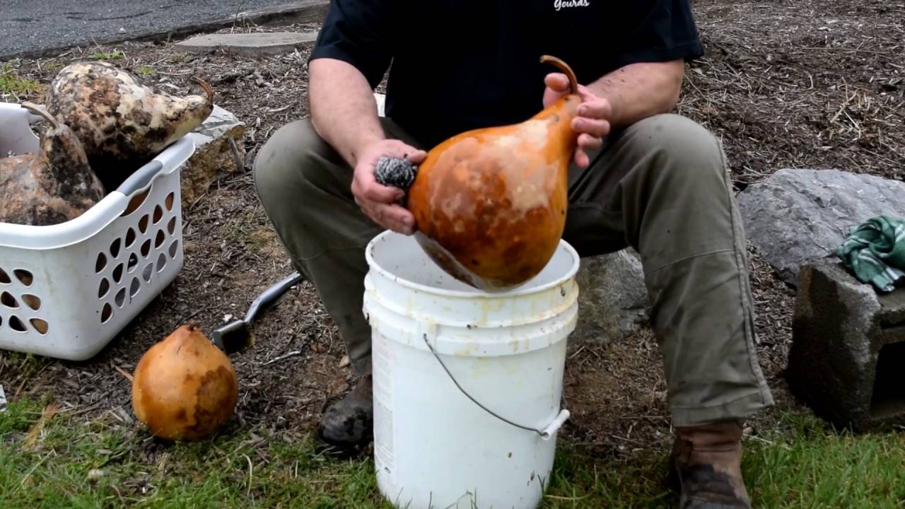 How to wash your gourd for crafting