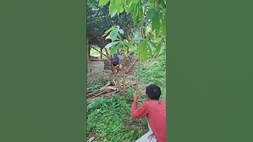 Mencabut singkong kuat. #funny #komedi #shorts