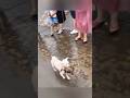 濁流に飛び込み、勇敢に子犬を救った野良の母犬の物語に、無数の人が胸を打たれました🐶。母の愛は本当に偉大ですね。#ポジティブなエネルギー #母の愛