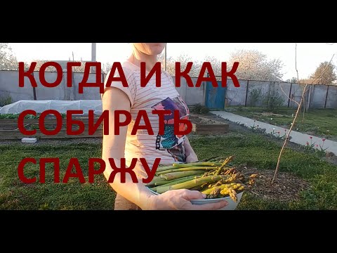 Видео: Сбор спаржи: как собирать спаржу