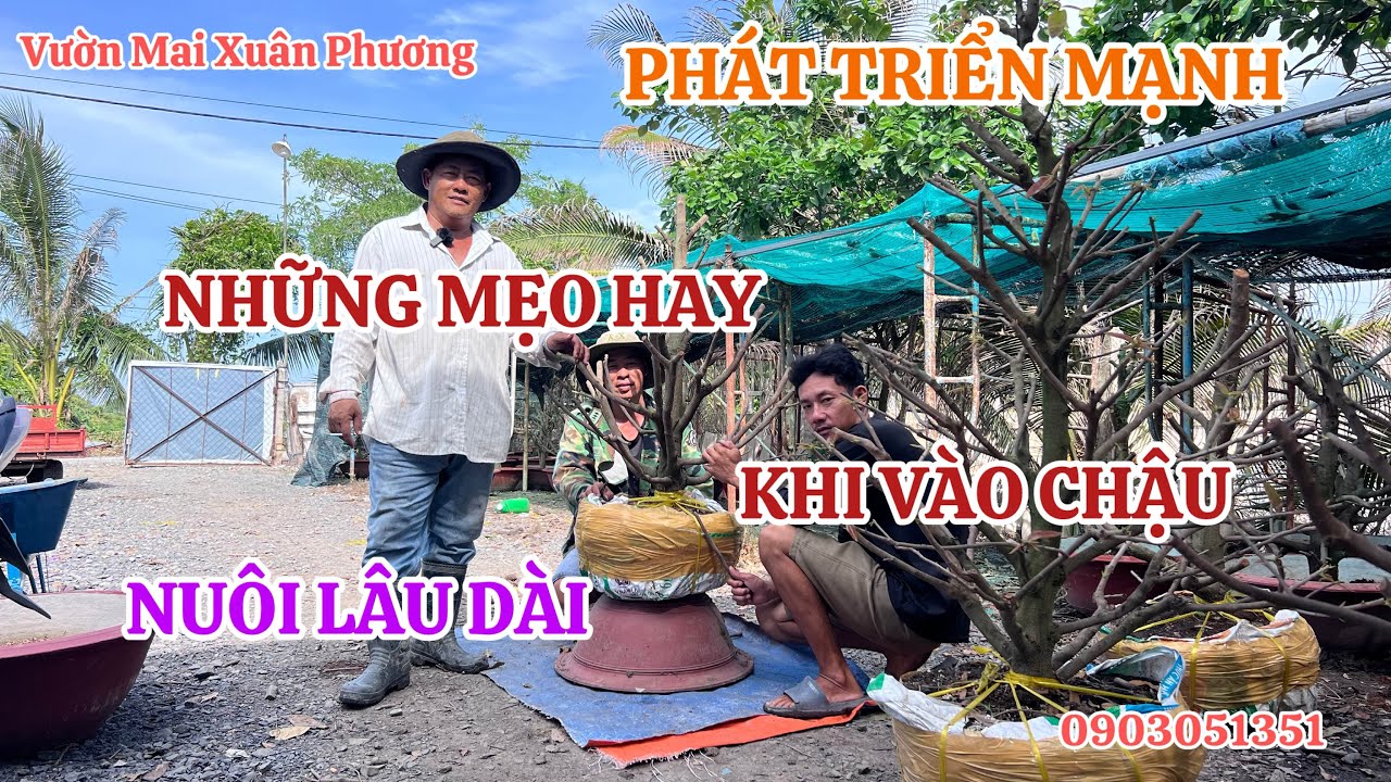 NHỮNG MẸO HAY KHI VÀO CHẬU GIÚP CÂY PHÁT TRIỂN MẠNH, NUÔI LÂU DÀI