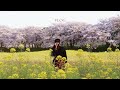 Cherry Blossoms in Nara (Spring Vlog, Nara Park, Sagi-ike Pond, Yoshino, Fujiwara Castle Ruins)