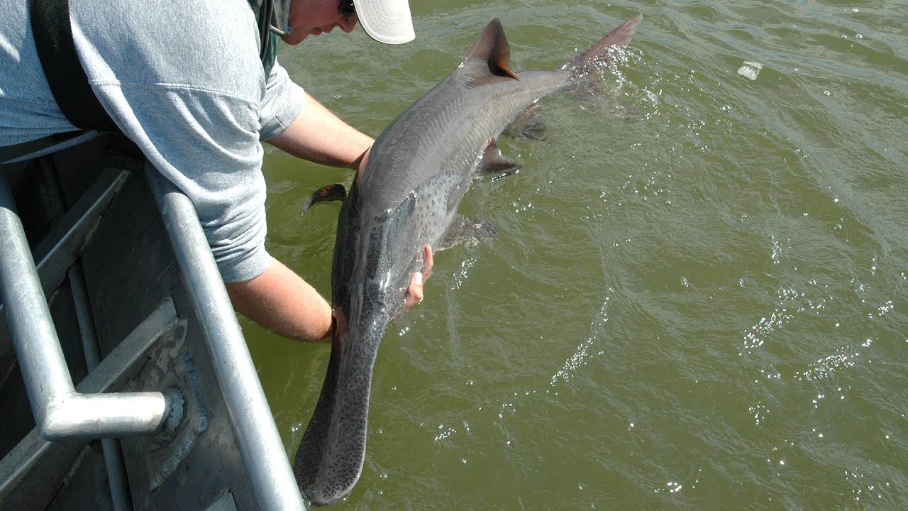 paul bailey toronto Paddlefish on the Missouri - NDGNF
