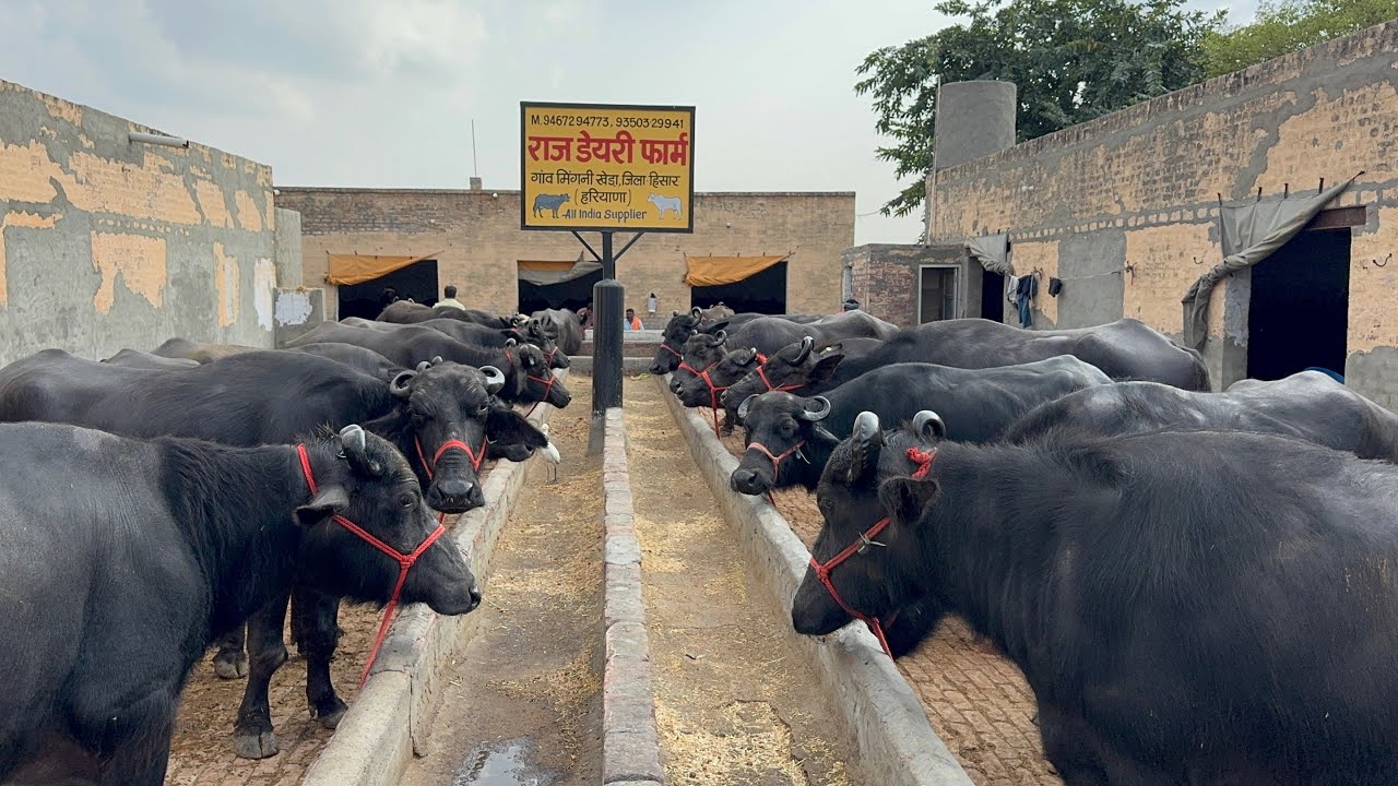 Raj Dairy Farm || 50 Buffalo going to all over India 🇮🇳