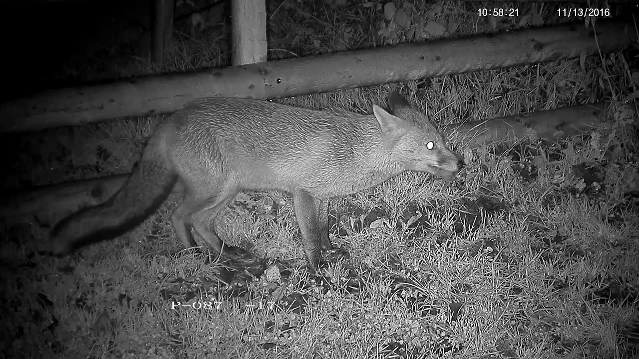 somerset academy A rare visit from our female fox