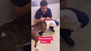 Vaccinating An Aggressive Dog: Tips And Tricks | How To Prepare Your Aggressive Dog For Vaccination