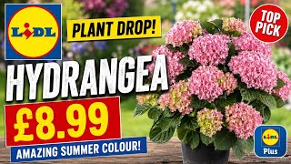 Lidl Plant Haul: The Best Deals I’ve Ever Seen! Hydrangeas £8.99! 🌸