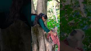 Langur Ji Main Bhi ped per chadhungi #langor #monkey #creatures #wildlife #animals
