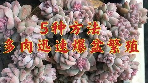 【甜草园】5种让多肉植物爆盆快速繁殖的方法，除了砍头之外爆头方法单头变多头独居变群生😁😁😁 - 天天要闻