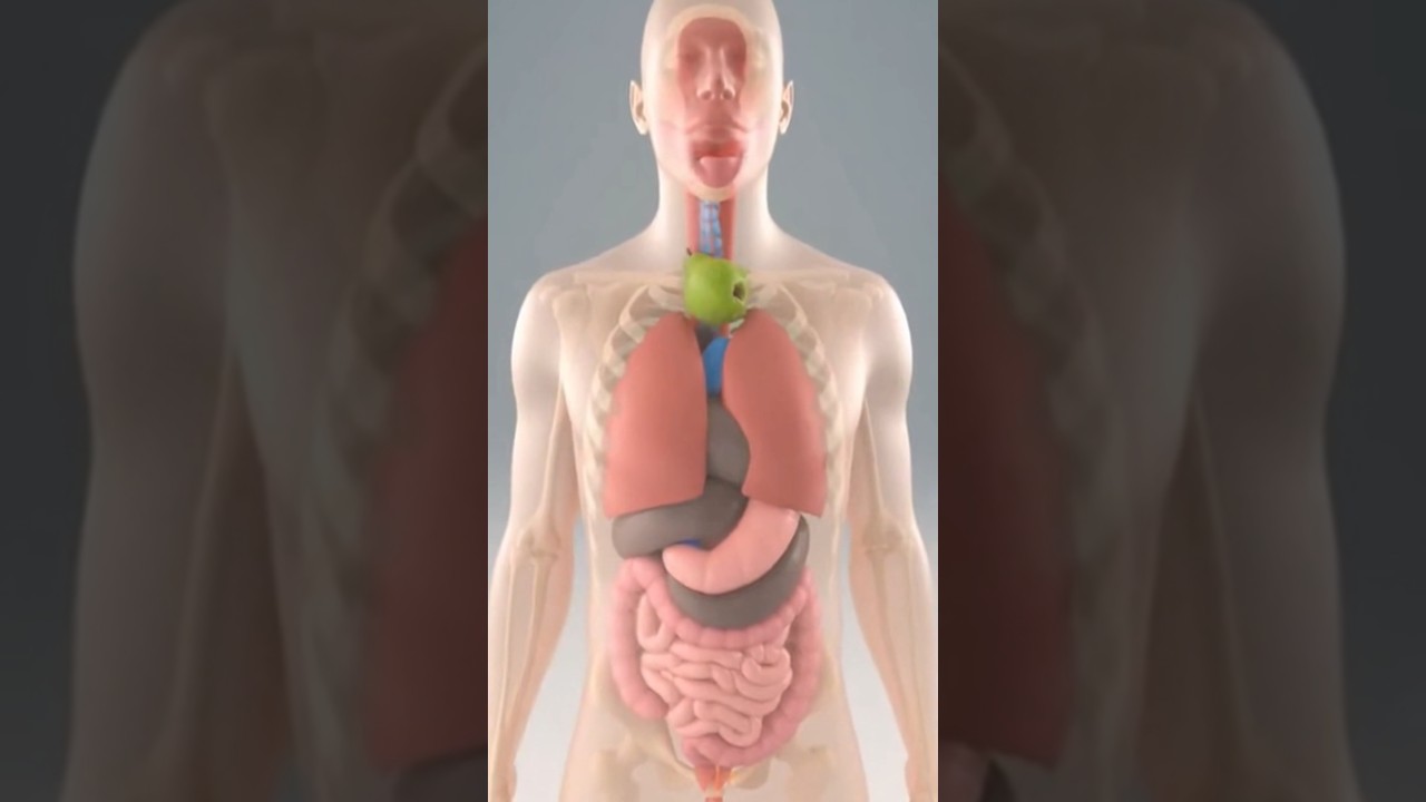 The fruit traveling through the body in real time