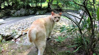 野良猫が「モフるならこの子にして！」と仲間を紹介してくれた