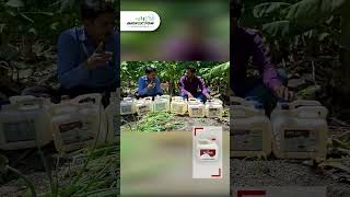 happy farmer showing amazing results with biofactor all products in Banana crop.