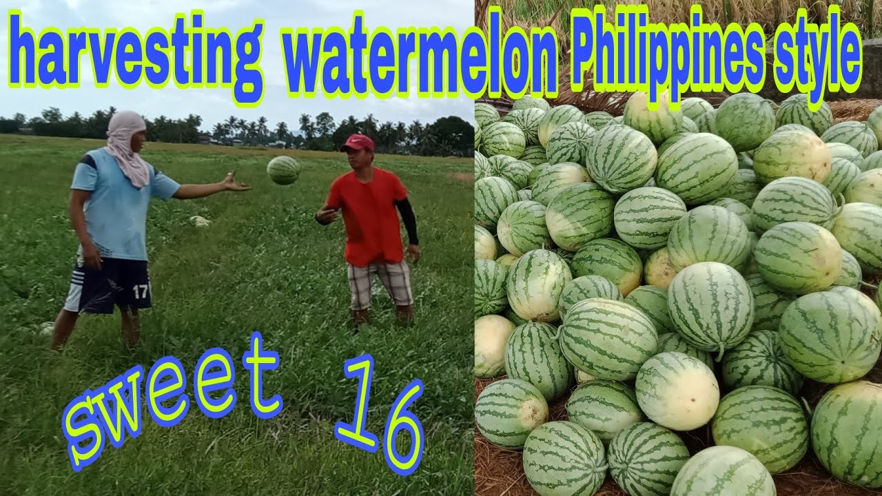 How to harvest a ripe Watermelon Philippines style sweet and yummy