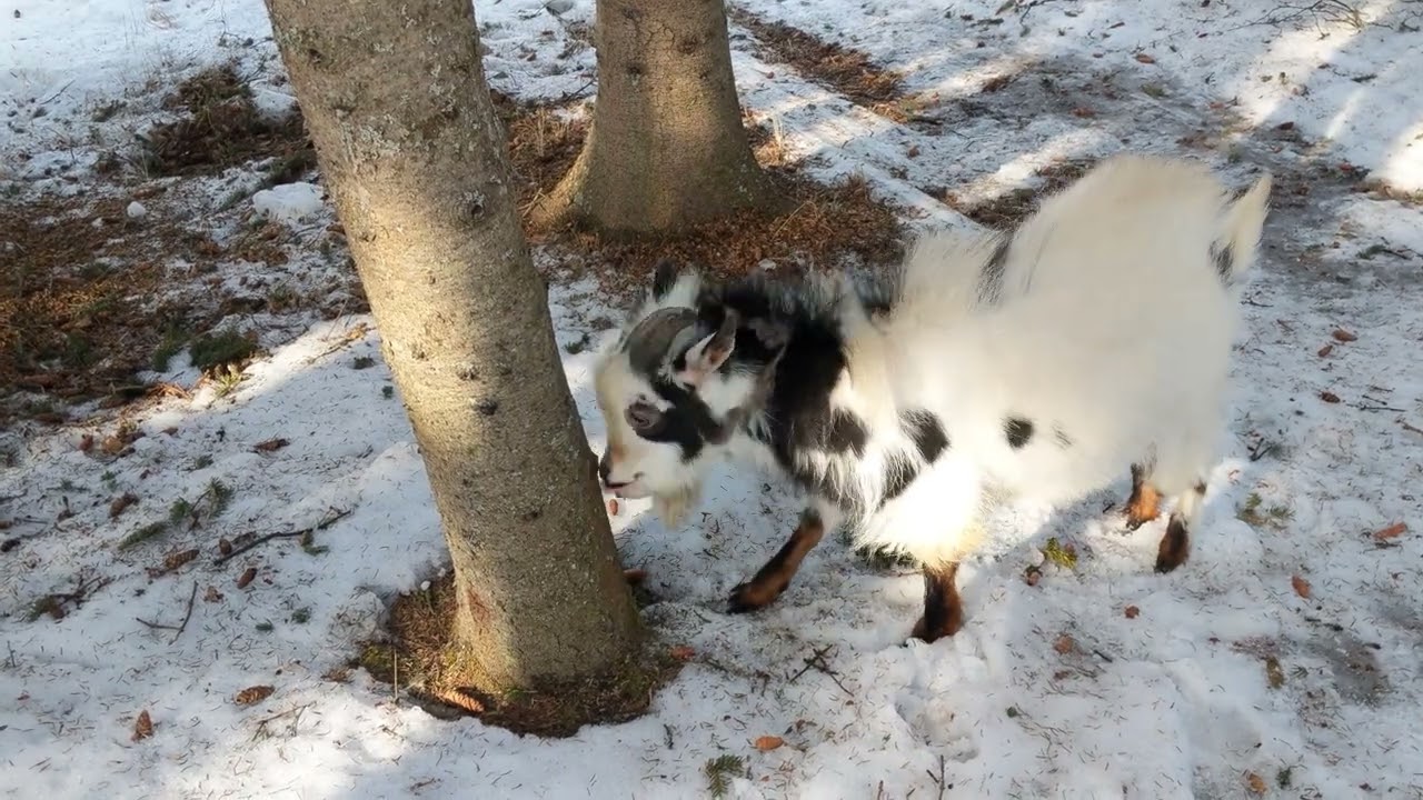 Billy Goat Fritz playing with a tree