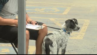 Free microchips for dogs