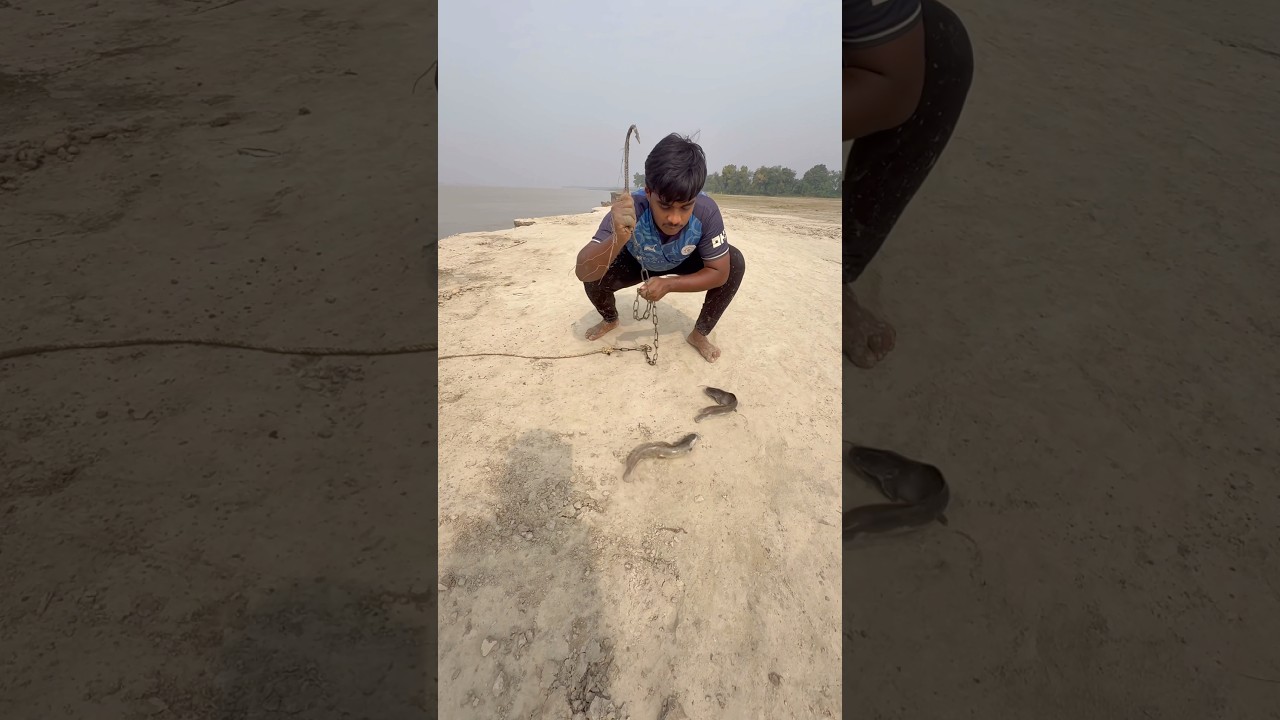 Awesome muddy water catfish bait throwing method by hunting monster shark  