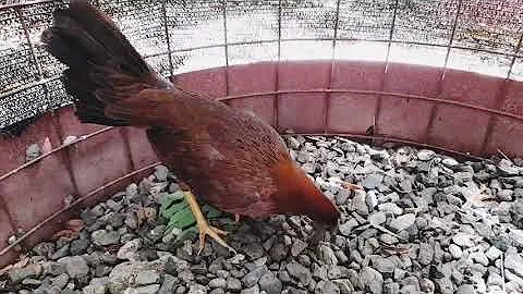 Debes  Ver este Video  Antes De  Comprar un gallo ...