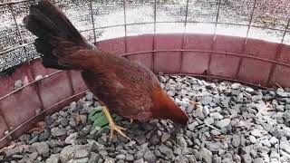 Debes Ver Este Video Antes De Comprar Un Gallo O Una Gallina 2128