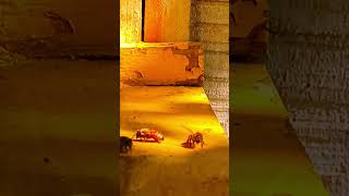Apis mellifera bees#