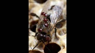Warre Hive Floor