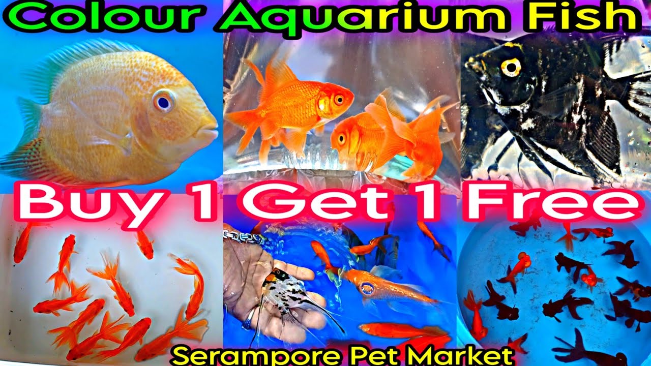 Aquarium Fish Price Update Serampore Fish Pet Market Serampore Pet