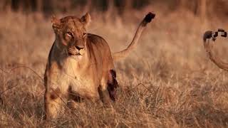 Lions and Leopards - Most Creative Killers of Africa with David Attenborough