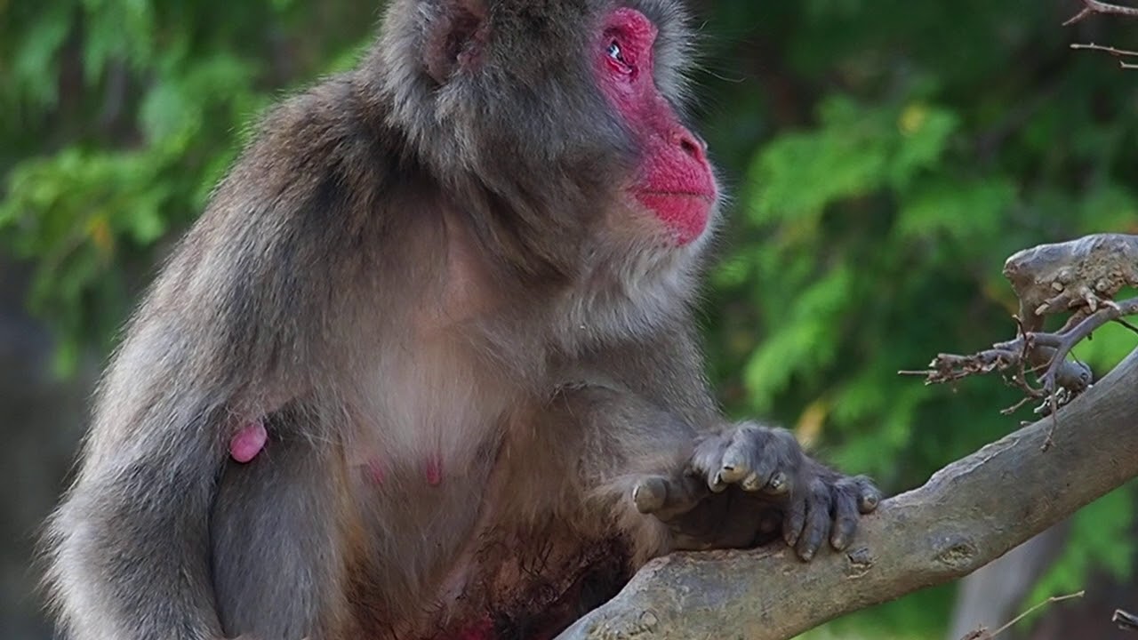 Slowmotion d'un macaque japonais (Macaca fuscata) et son petit au Iwatayama Monkey Park (Japon)
