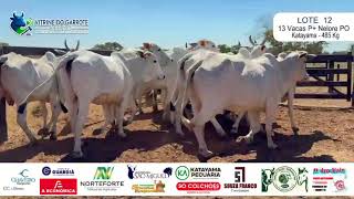 Lote 12 - 13 Vacas Nelore 485kg. Prenhez Touro PO Katayama SET/OUT/NOV26