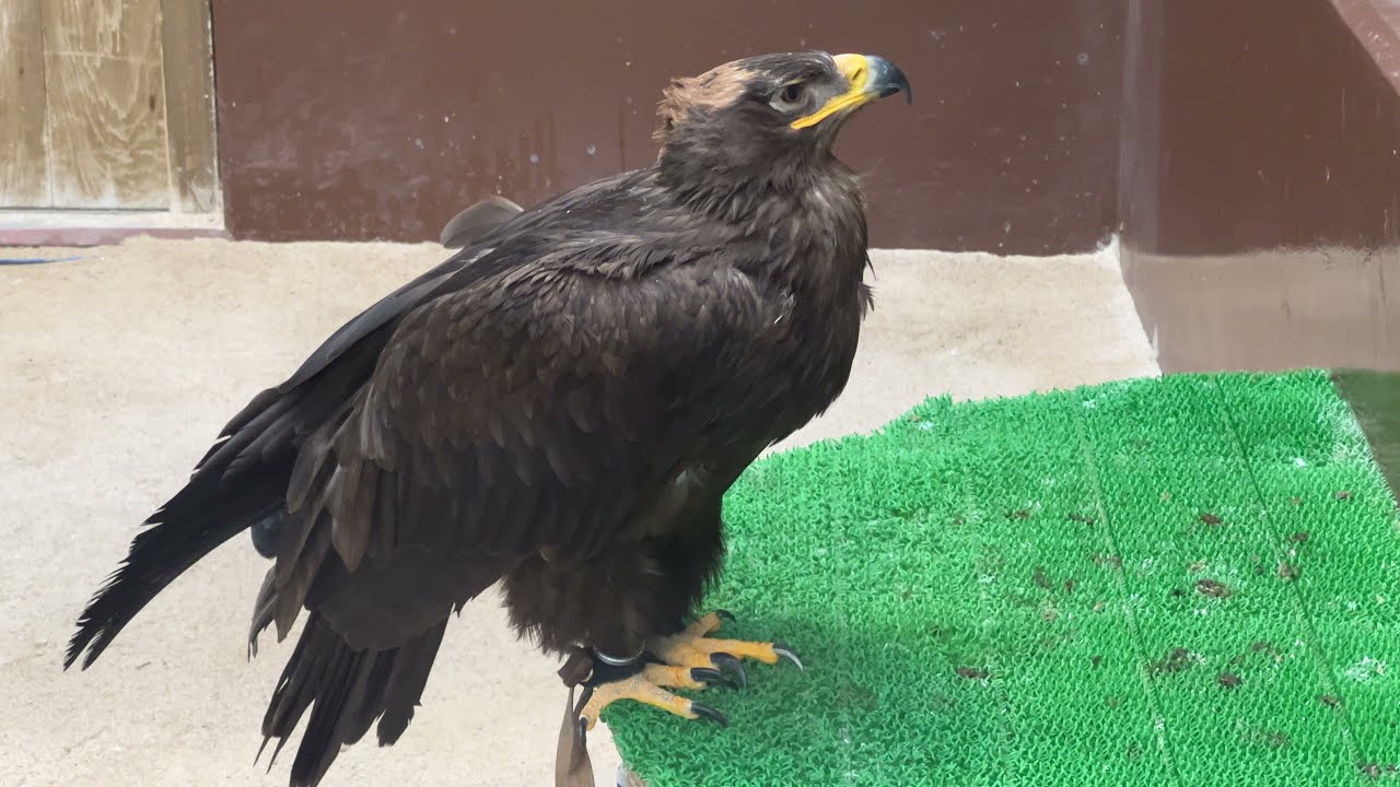 ソウゲンワシ画像 どうぶつ図鑑 トレースok 背景資料写真家かさこ公式サイト