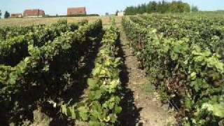 Vendanges 2011 à Congy