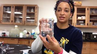 Fermentation lab