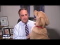 All those times Brody the dog interrupted Paul Dellegatto's weathercast