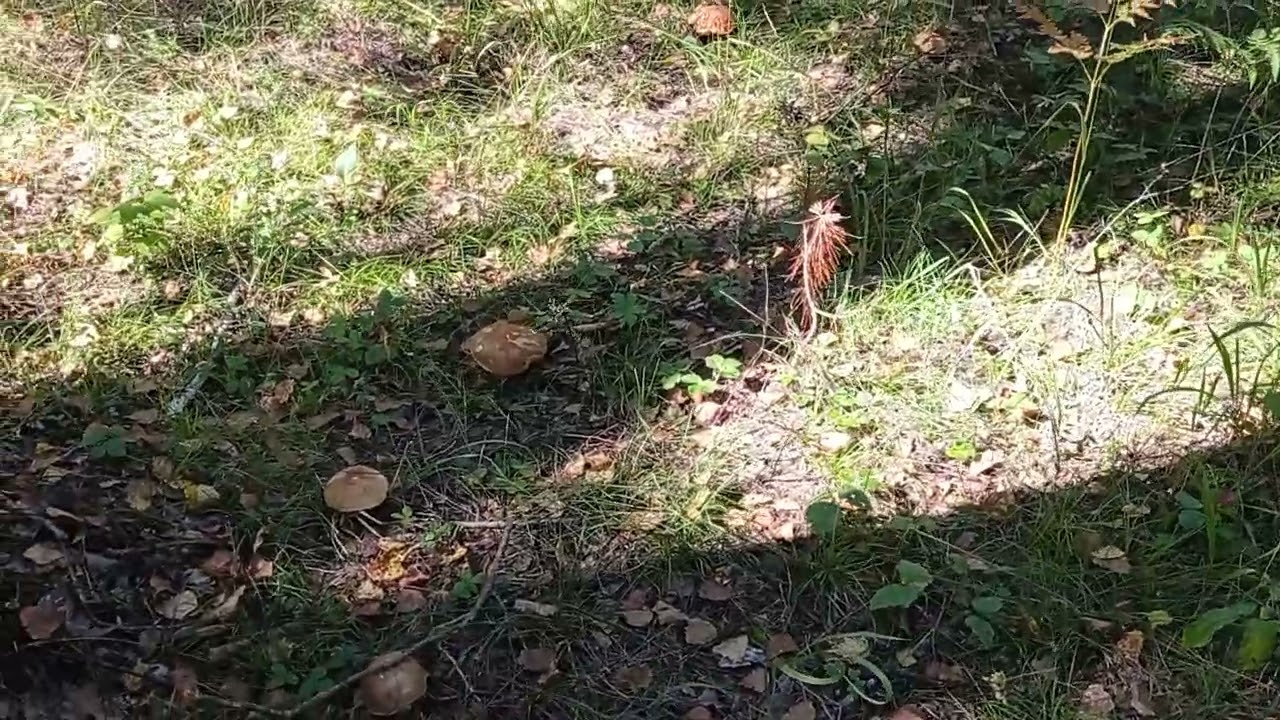 Big Porcini mushrooms. August 30, 2023