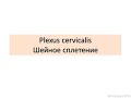 Plexus cervicalis. Шейное сплетение